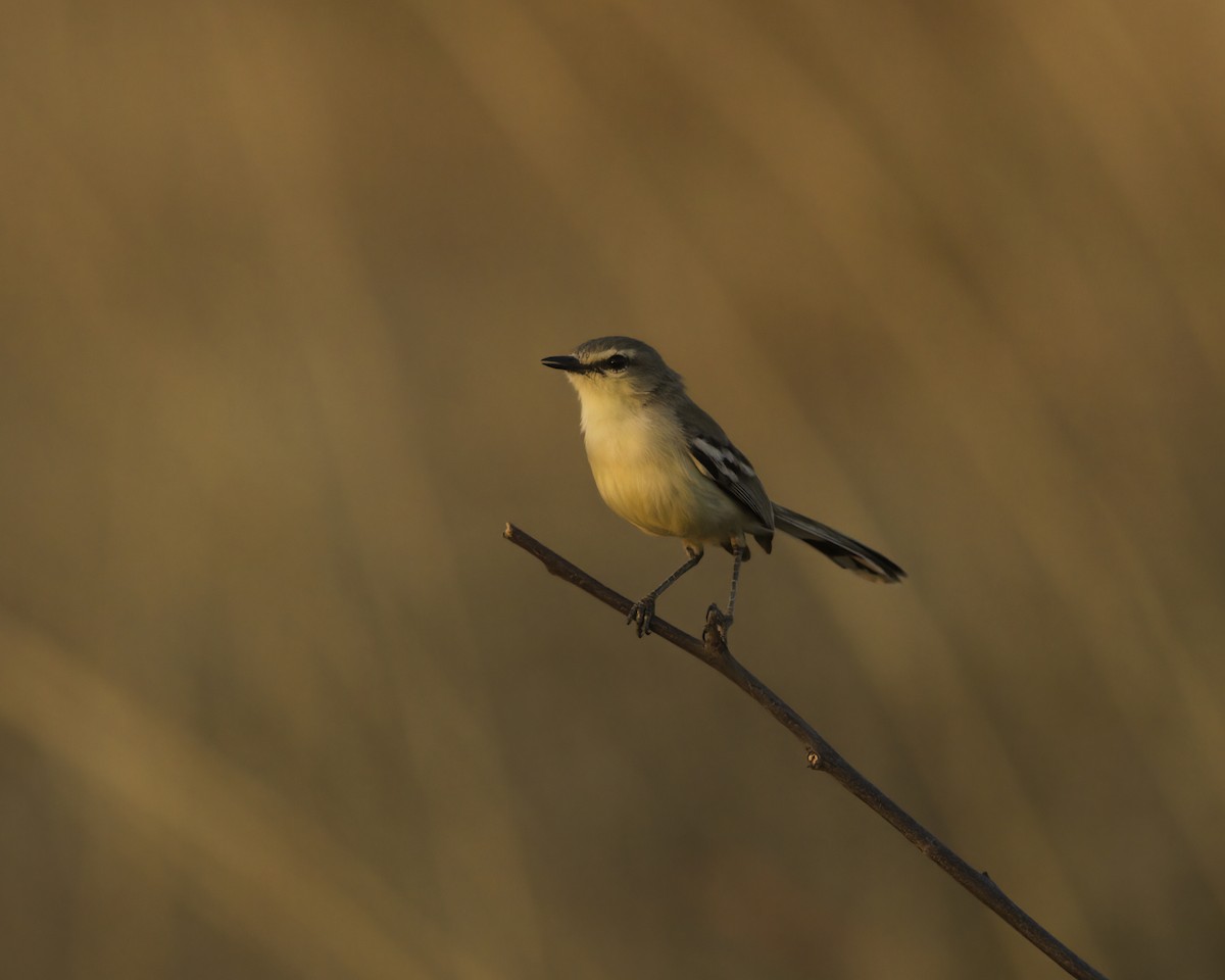 Bahia Wagtail-Tyrant - ML644946612