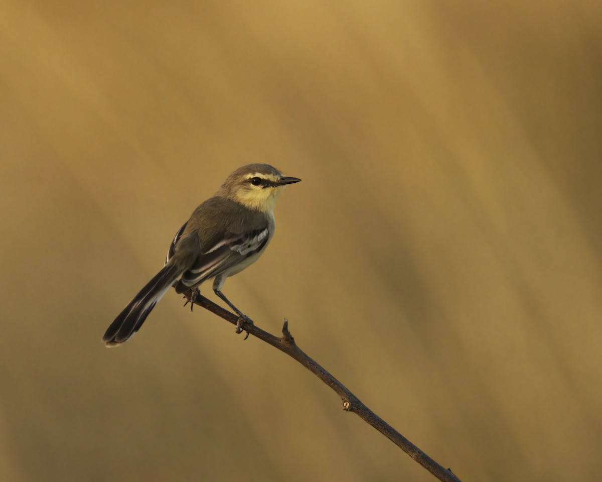 Bahia Wagtail-Tyrant - ML644946613