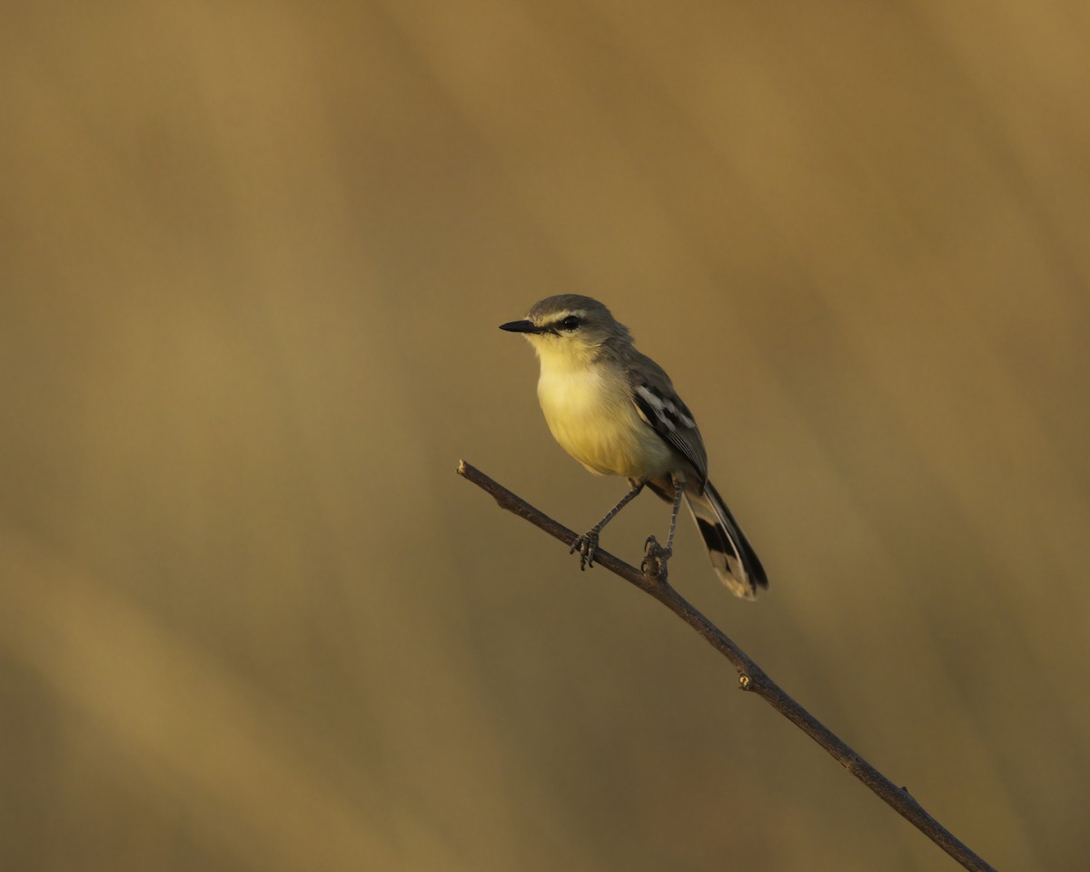 Bahia Wagtail-Tyrant - ML644946614