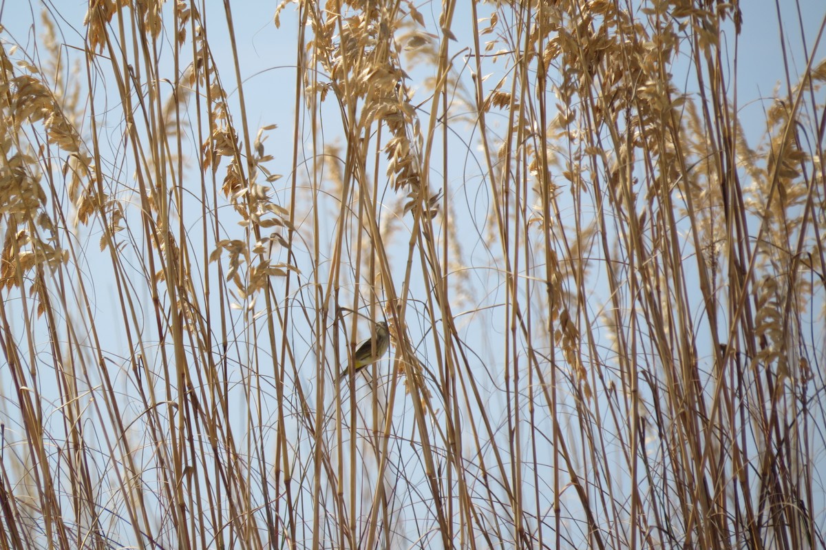 Palm Warbler - ML644946666