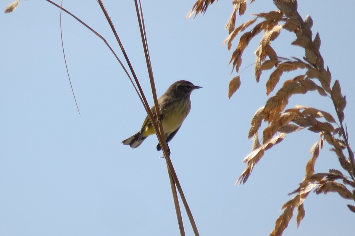 Palm Warbler - ML644946667