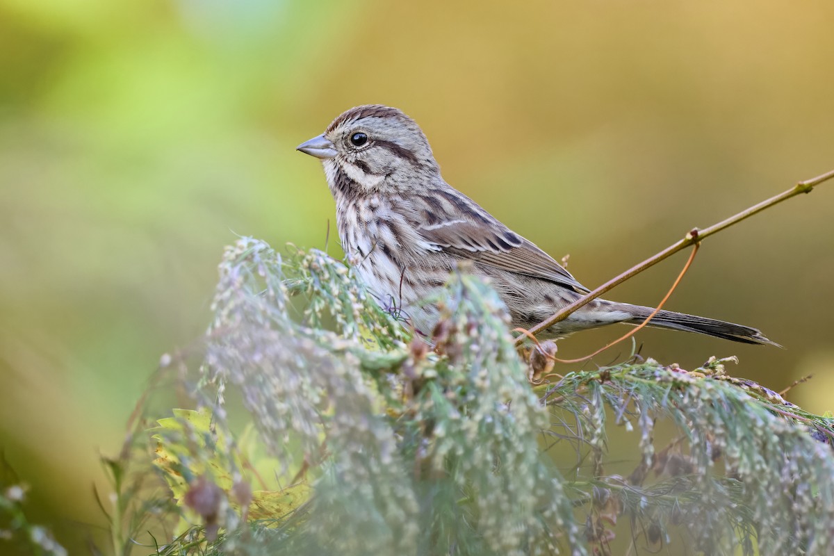 Song Sparrow - ML644946669