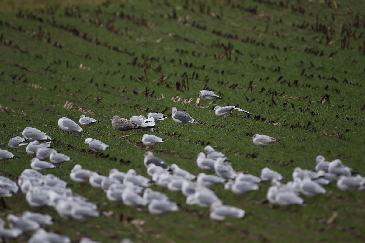 American Herring x Lesser Black-backed Gull (hybrid) - ML644946679