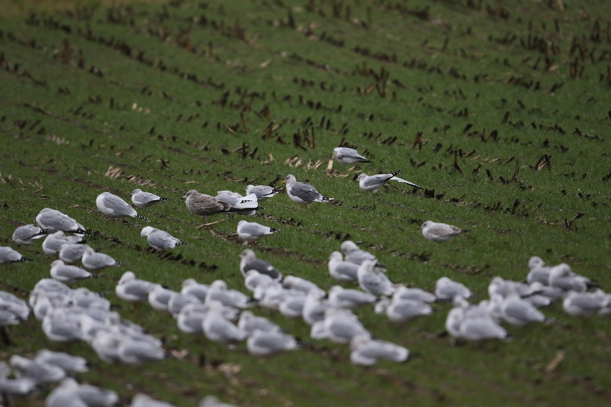 American Herring x Lesser Black-backed Gull (hybrid) - ML644946680