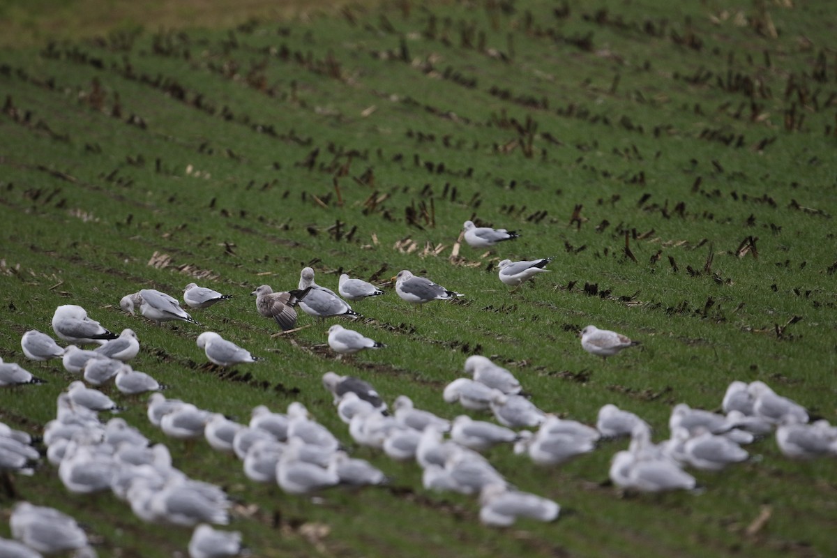 American Herring x Lesser Black-backed Gull (hybrid) - ML644946689