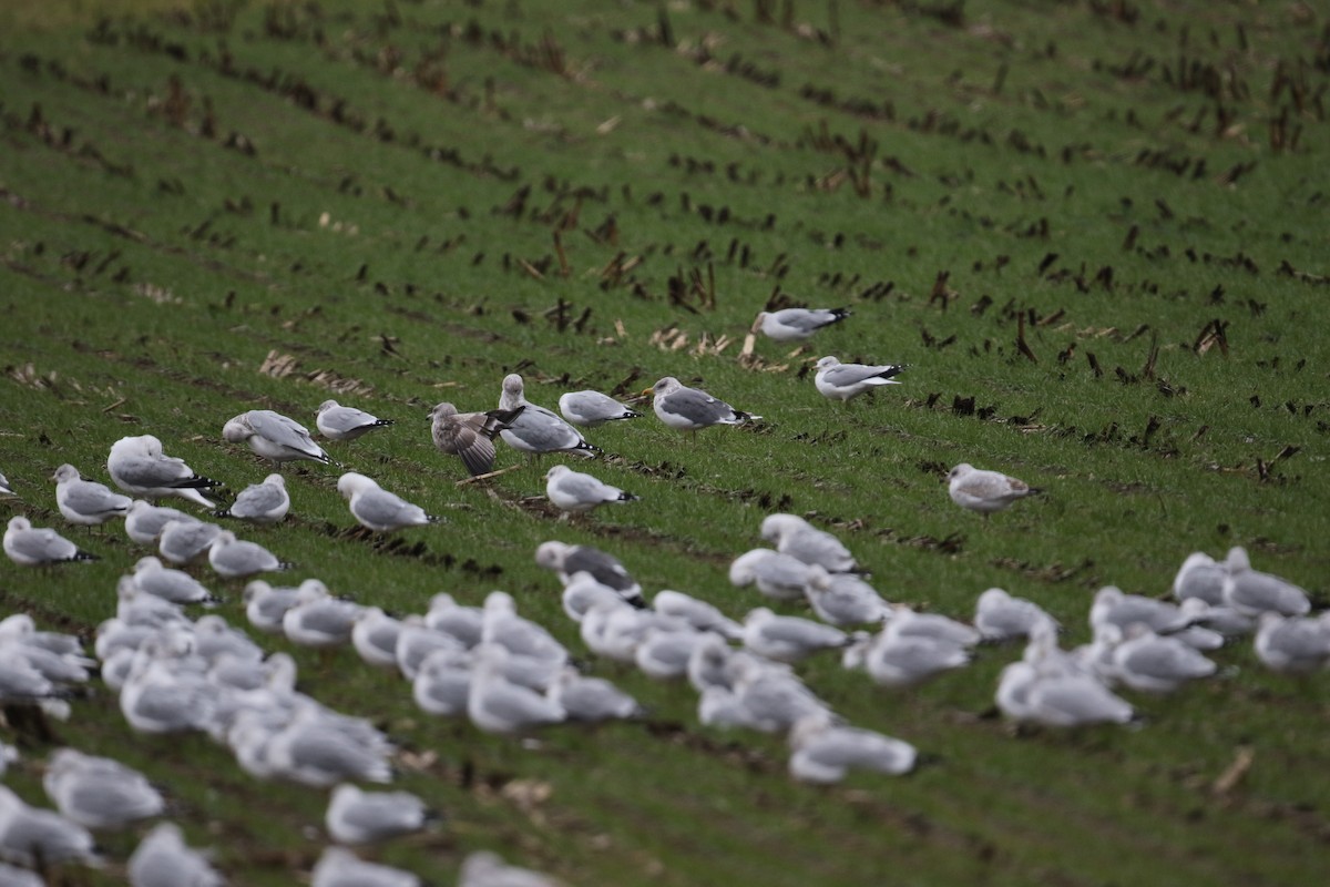 American Herring x Lesser Black-backed Gull (hybrid) - ML644946700