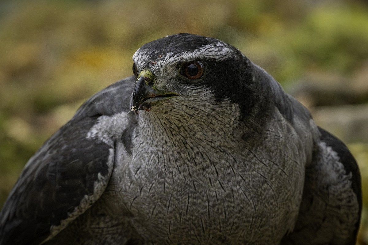 American Goshawk - ML644946707