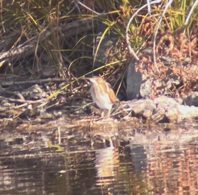 Least Bittern - ML644946716
