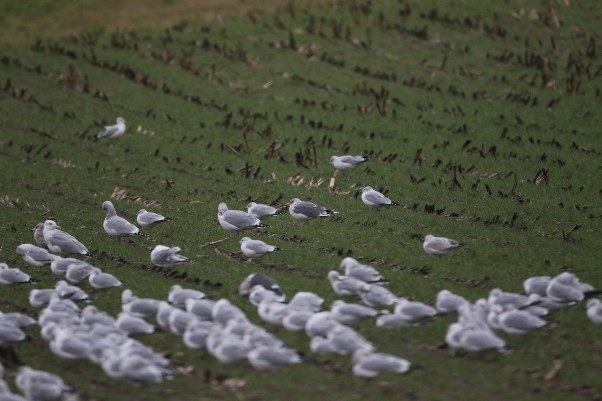 American Herring x Lesser Black-backed Gull (hybrid) - ML644946718