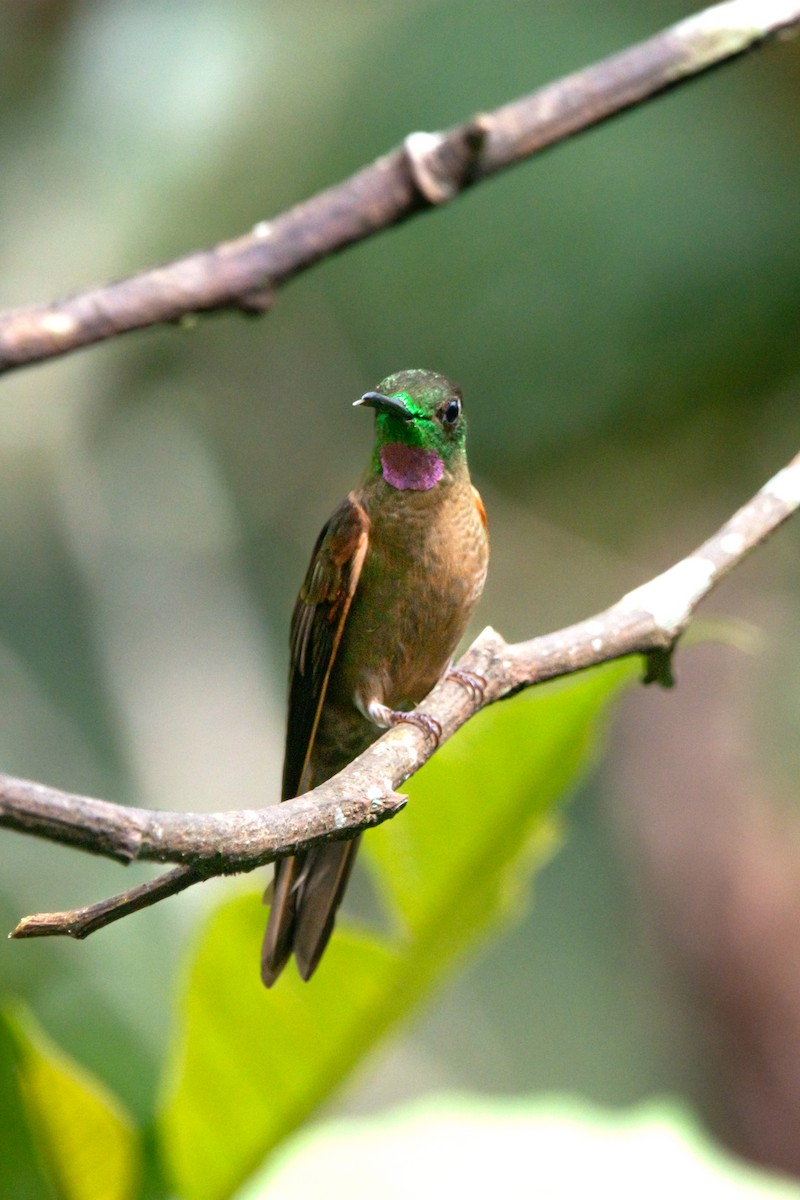 チャムネテリハチドリ - ML644946721