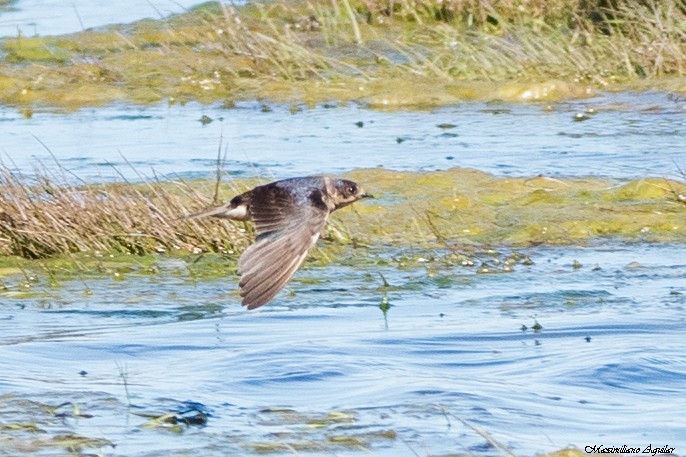 vlaštovka obecná - ML644946731