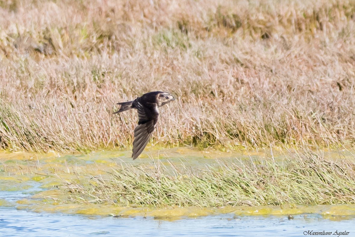 vlaštovka obecná - ML644946732