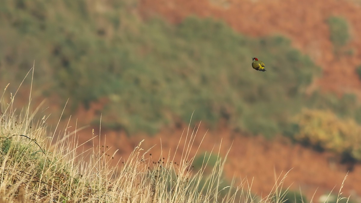 Eurasian Green Woodpecker - ML644946733