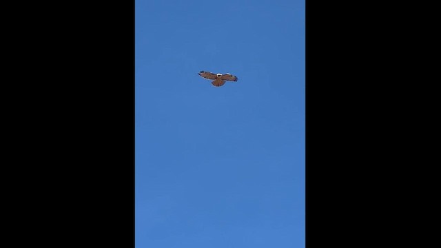 Red-tailed Hawk - ML644946745