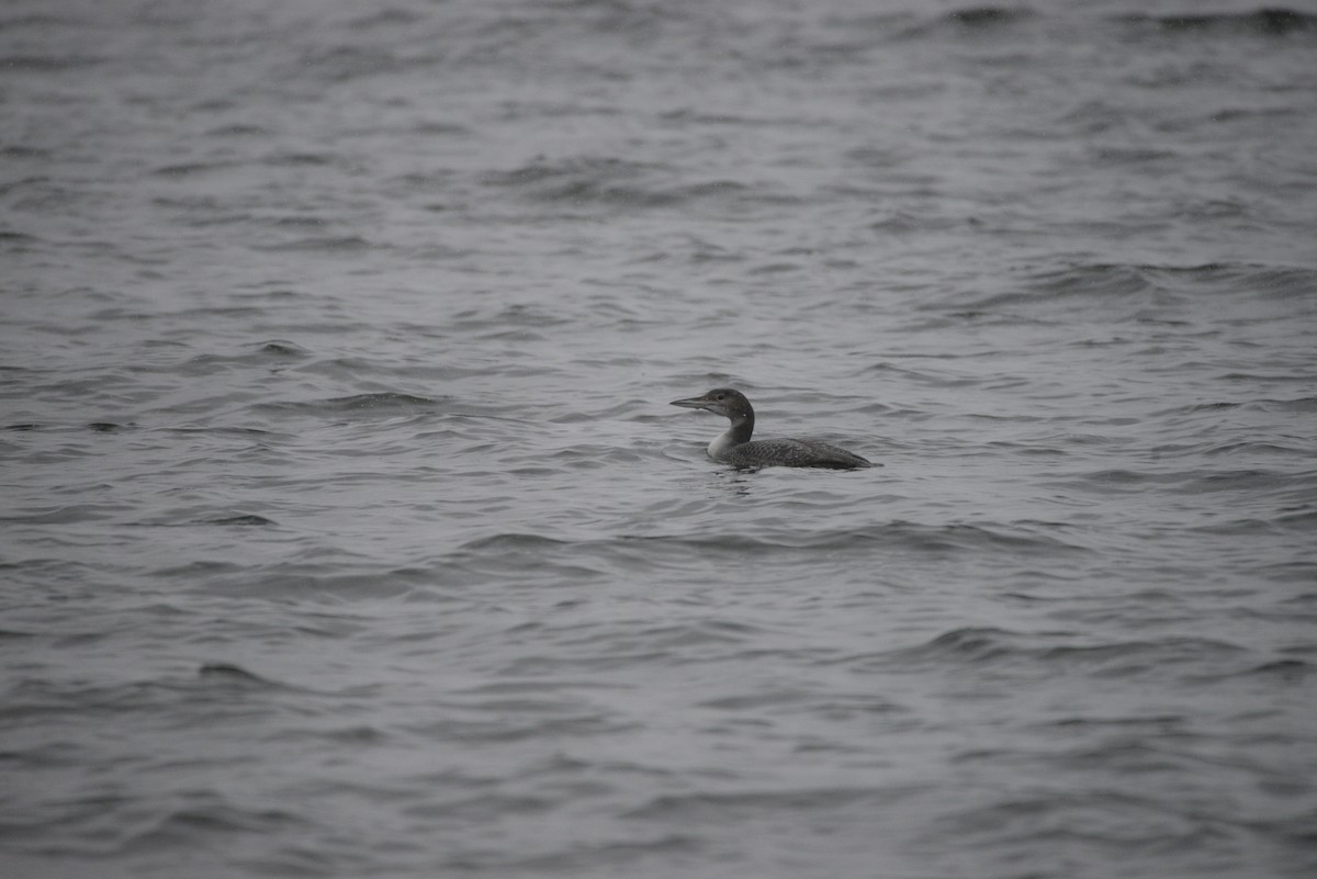Common Loon - ML644946753