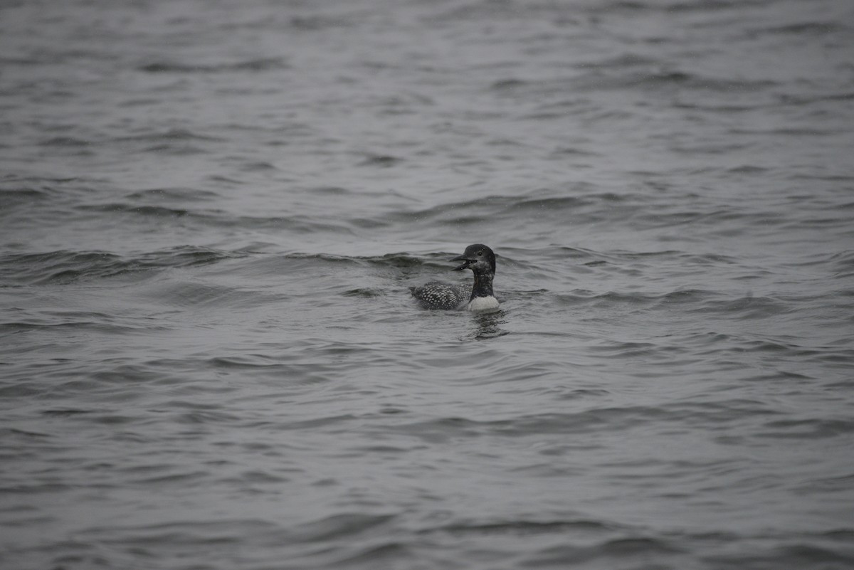 Common Loon - ML644946754