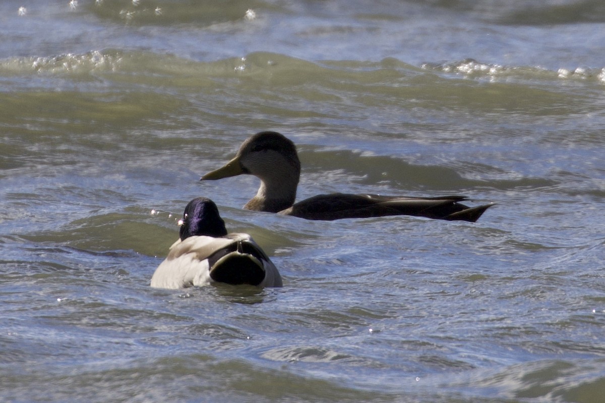 American Black Duck - ML644946768