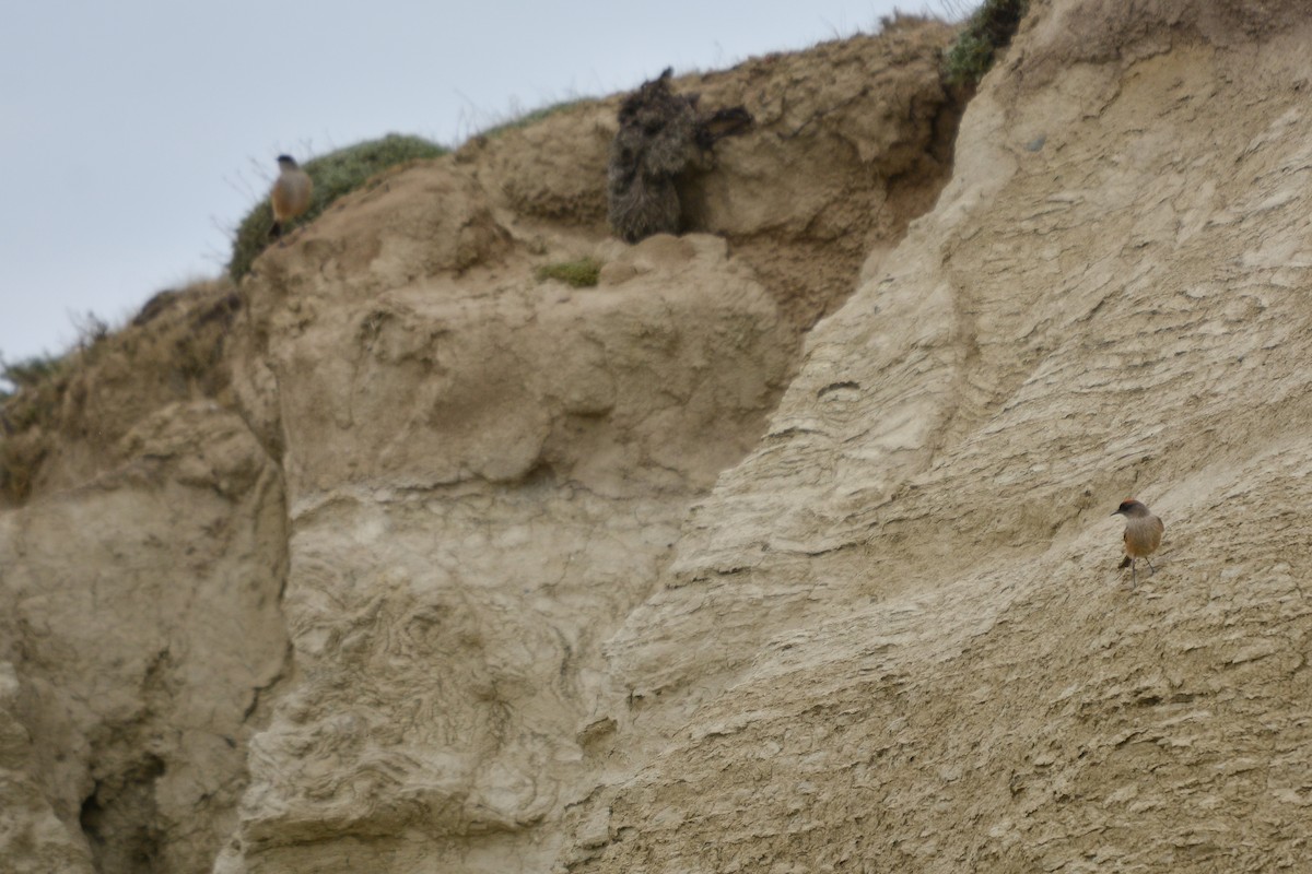 kanelmarktyrann - ML644946805