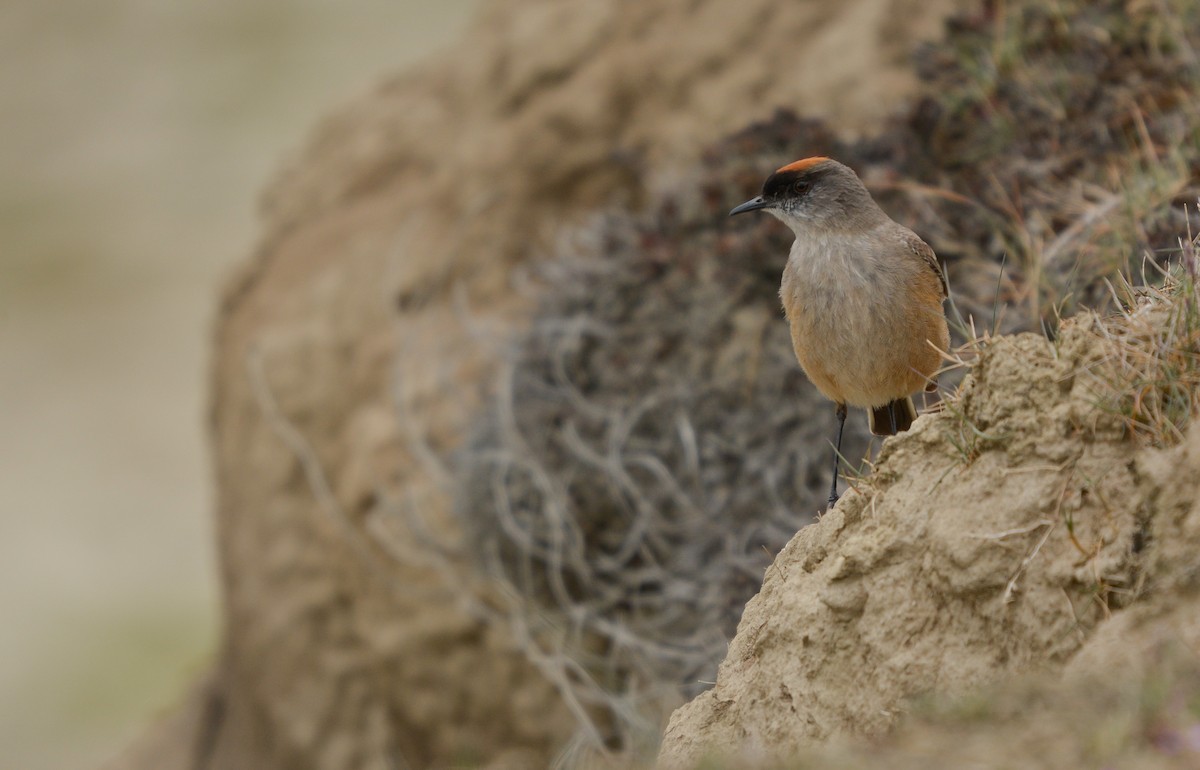 kanelmarktyrann - ML644946818