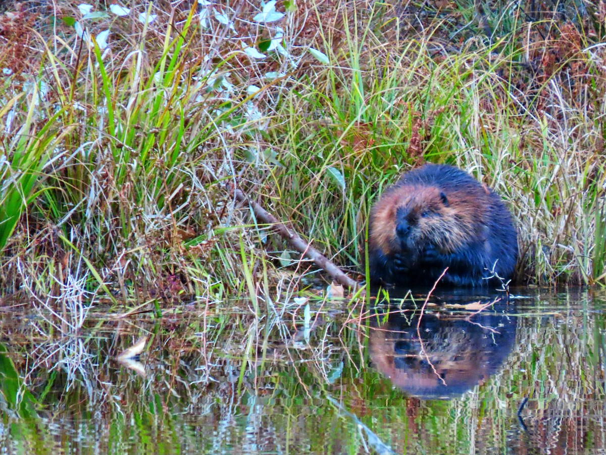 American Beaver - ML644946825