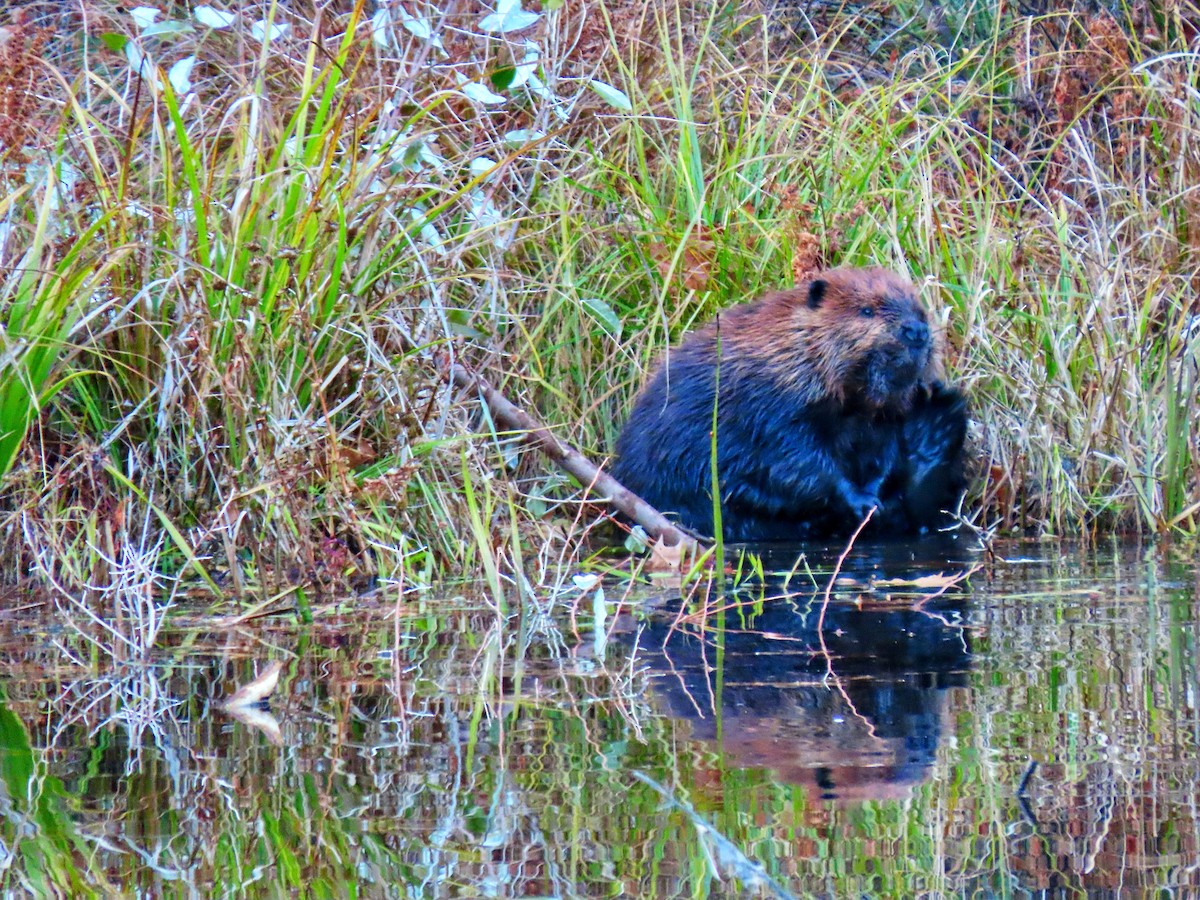 American Beaver - ML644946826