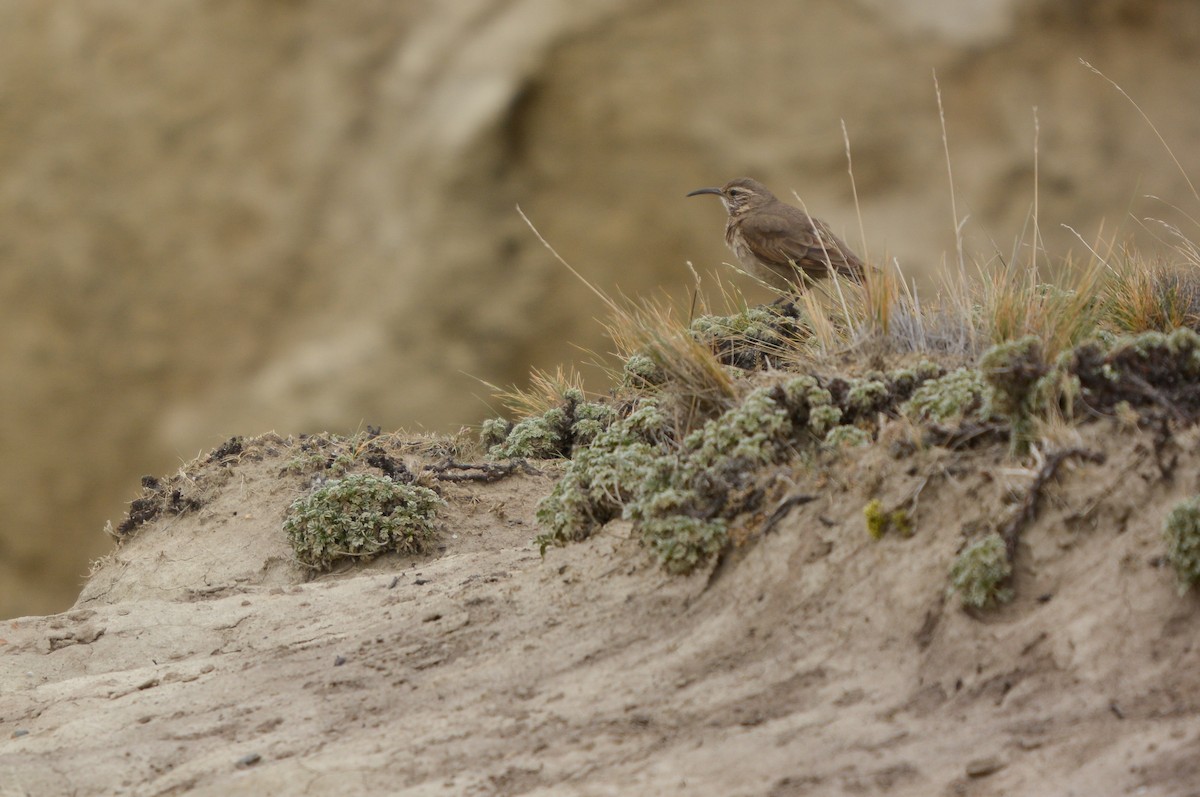 Scale-throated Earthcreeper - ML644946827