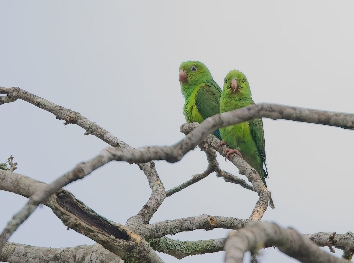 オナガミドリインコ - ML644946831
