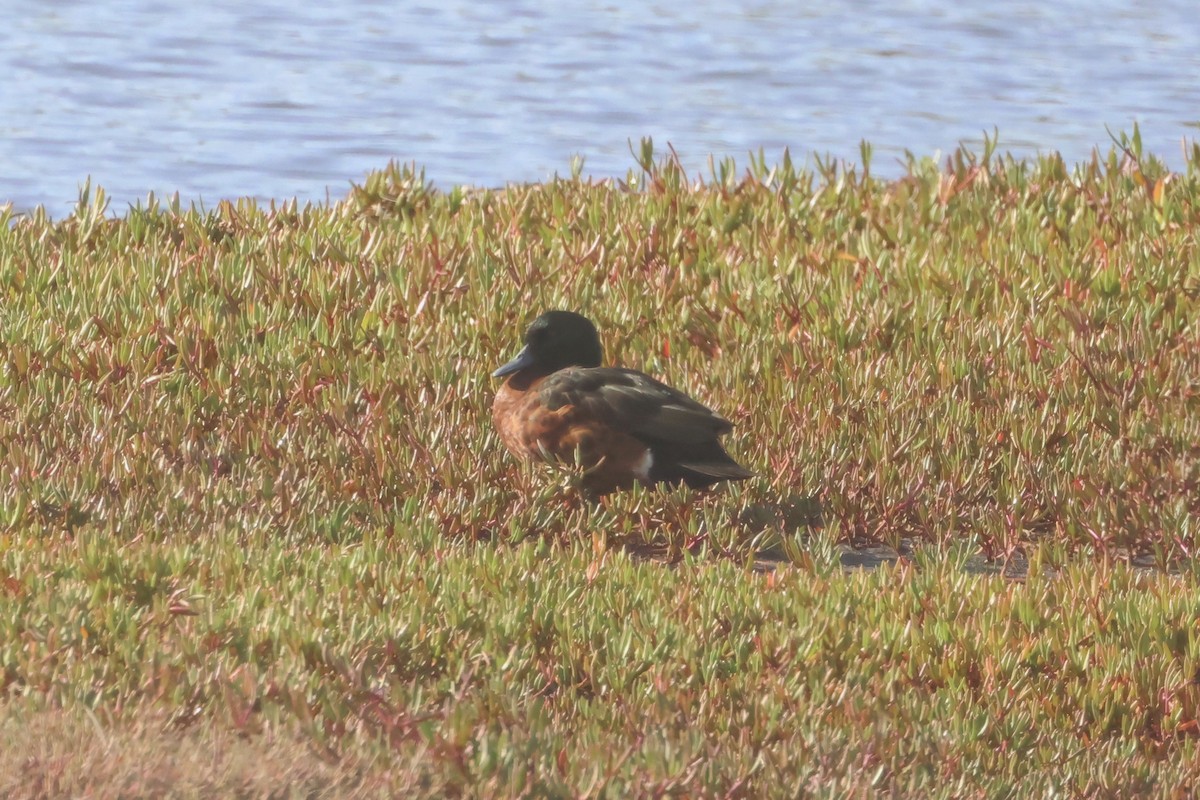 Chestnut Teal - ML644946867