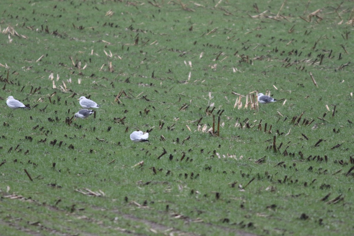 Lesser Black-backed Gull - ML644946870