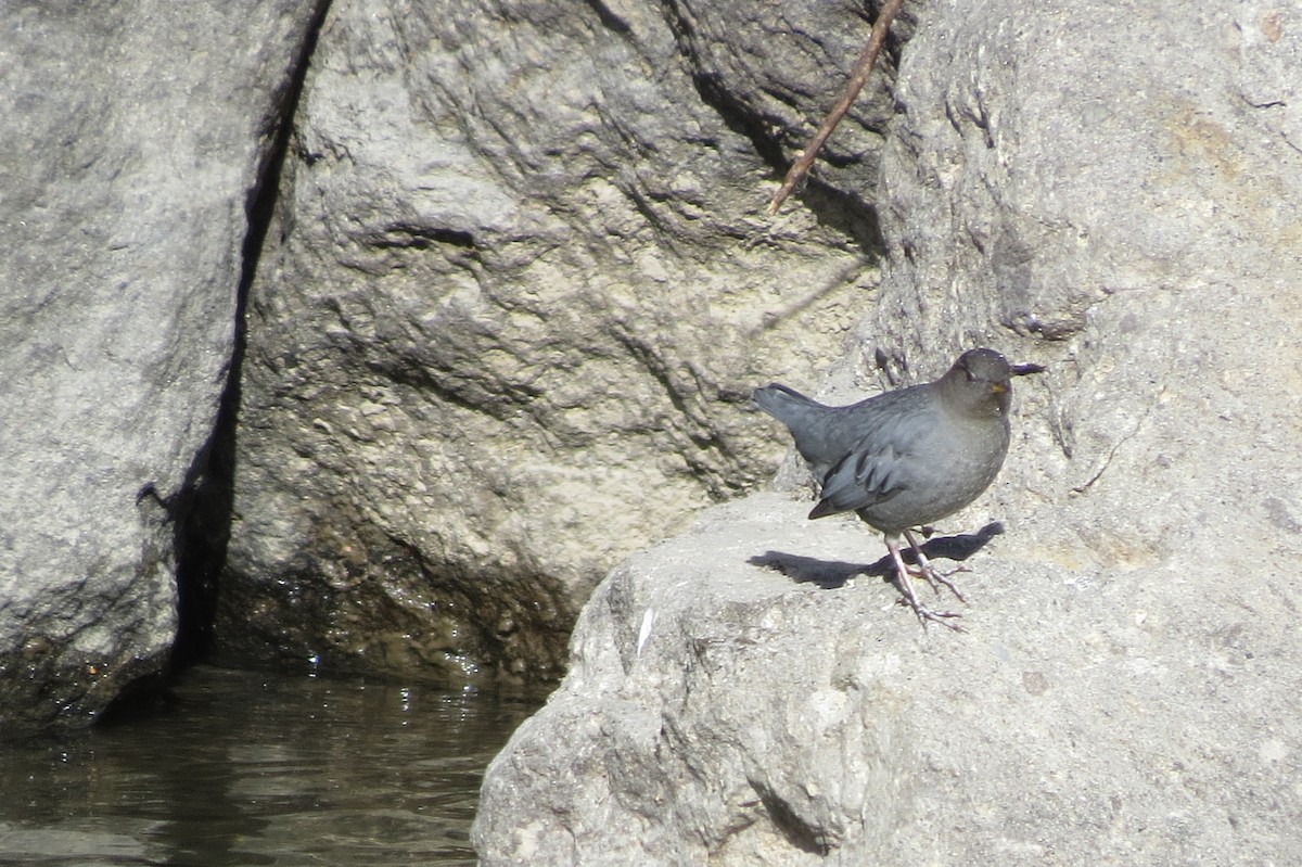 American Dipper - ML644946871