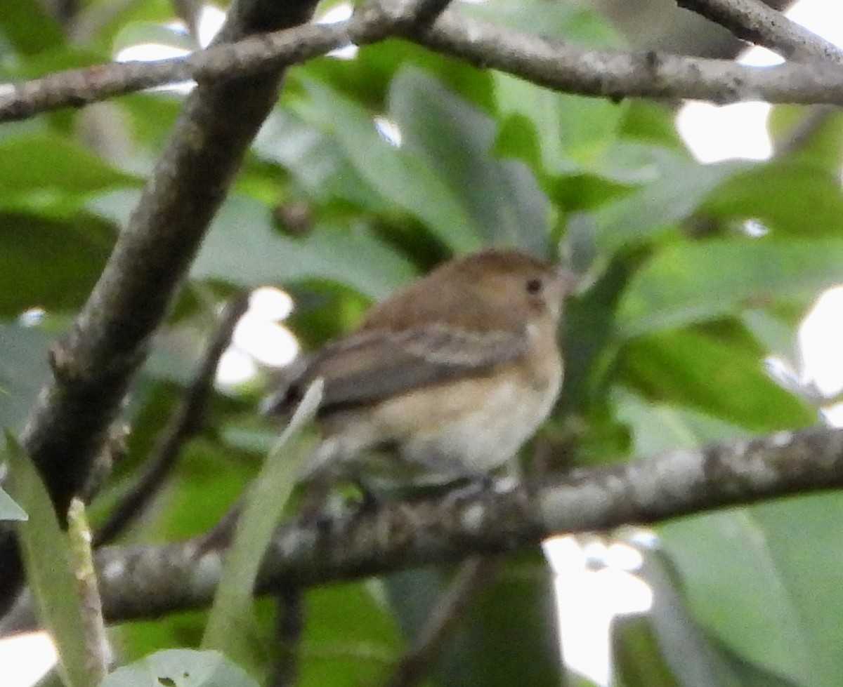 indigospurv - ML644946892