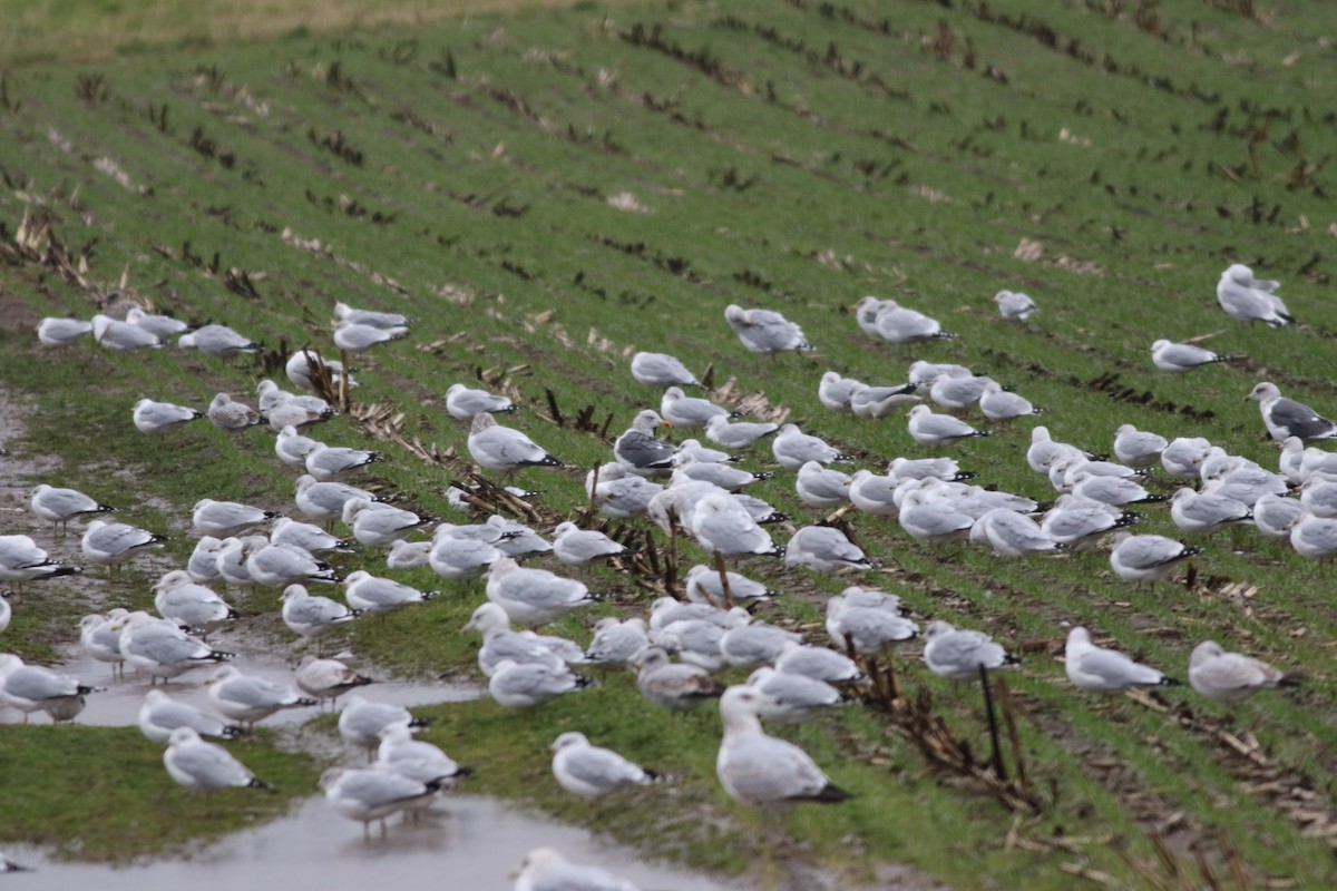 Lesser Black-backed Gull - ML644946911