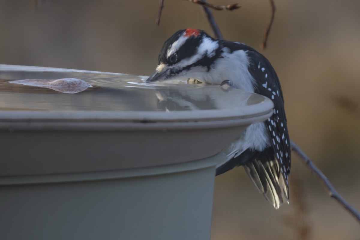 Hairy Woodpecker - ML644946939