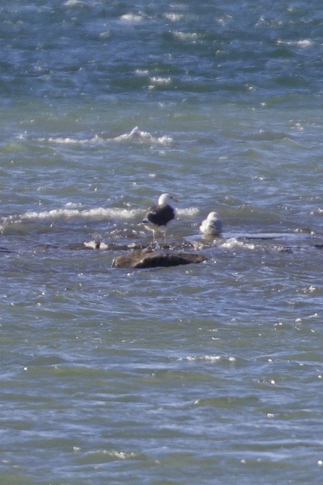 racek mořský - ML644946945