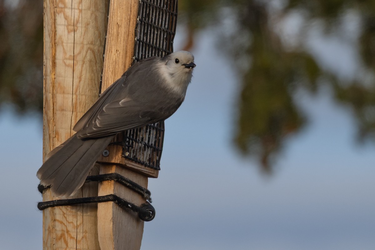 Canada Jay - ML644946957