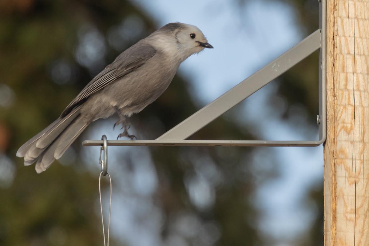 Canada Jay - ML644946966