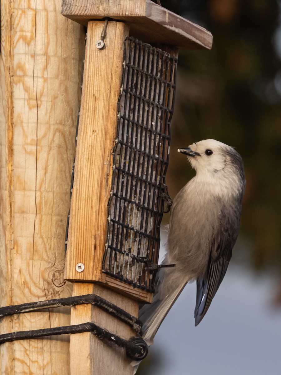 Canada Jay - ML644946971