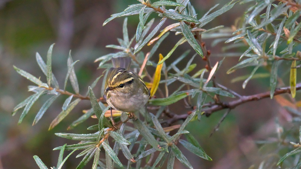 Pallas's Leaf Warbler - ML644946990