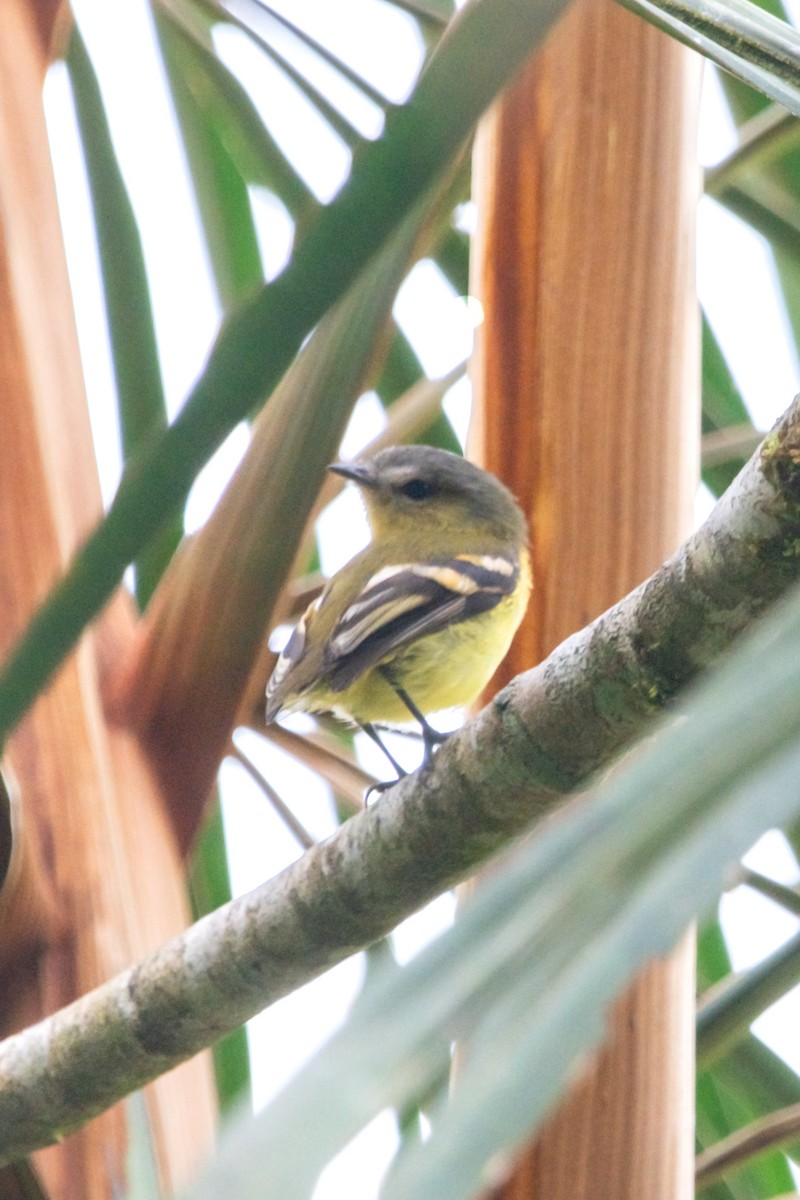 Handsome Flycatcher - ML644947004