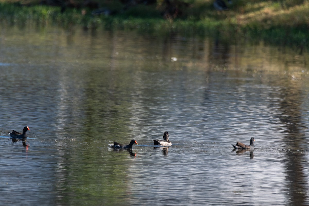 Курочка латиноамериканська - ML644947018