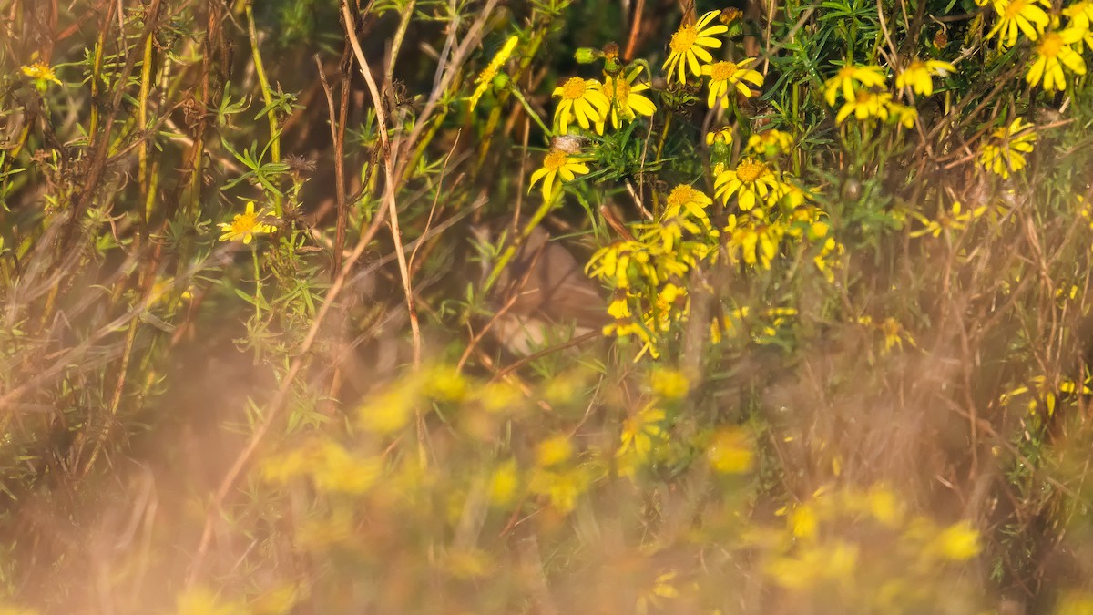 Eastern Subalpine Warbler - ML644947037
