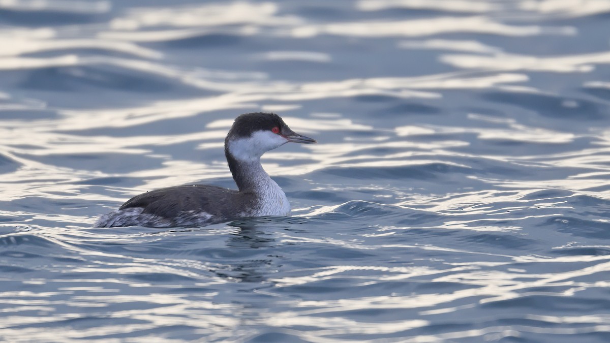 Horned Grebe - ML644947105