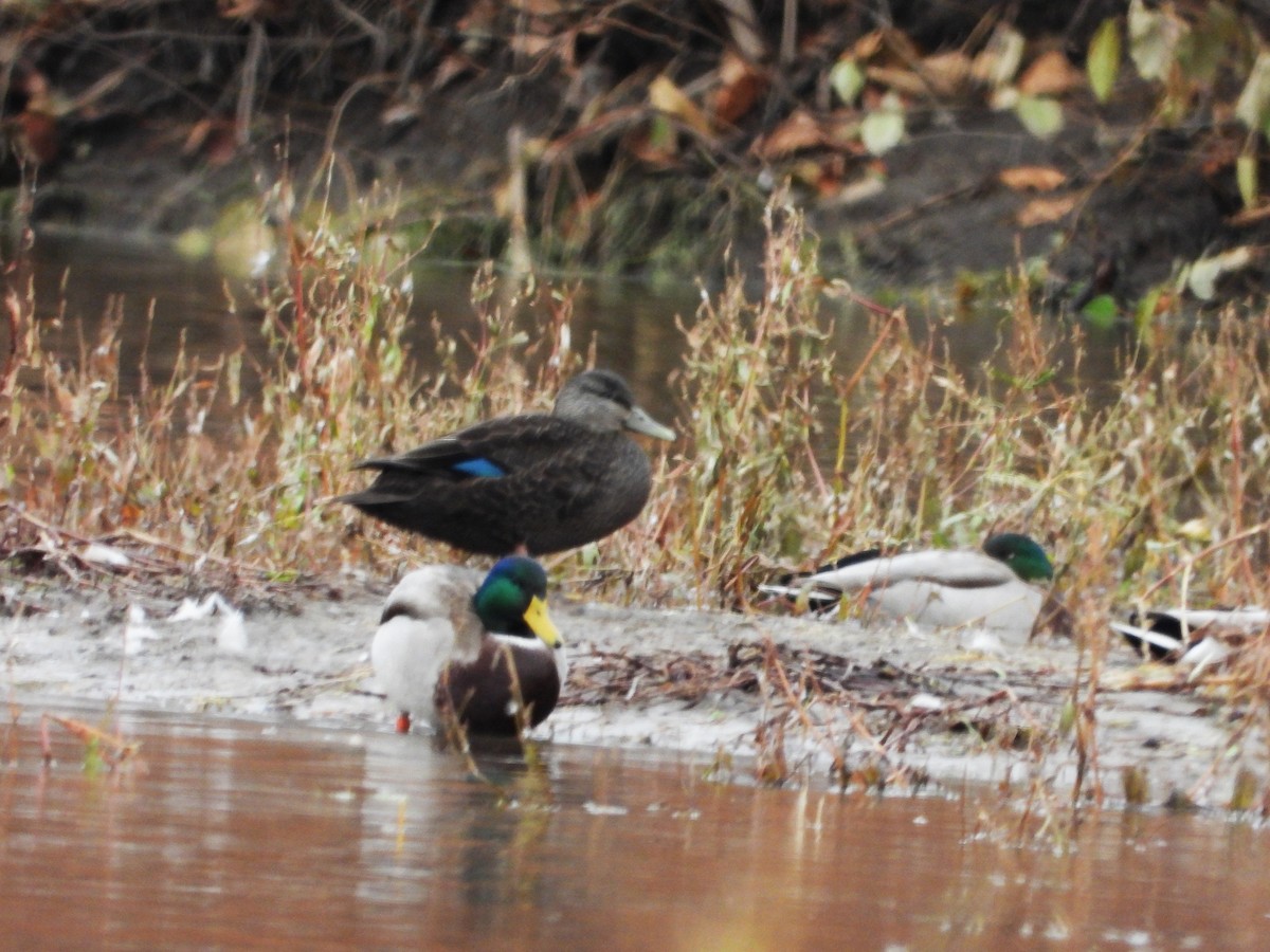 American Black Duck - ML644947111
