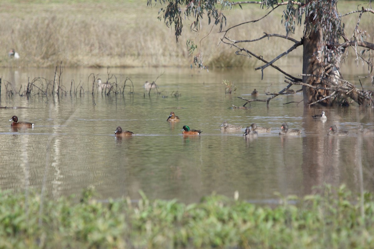 Chestnut Teal - ML644947112