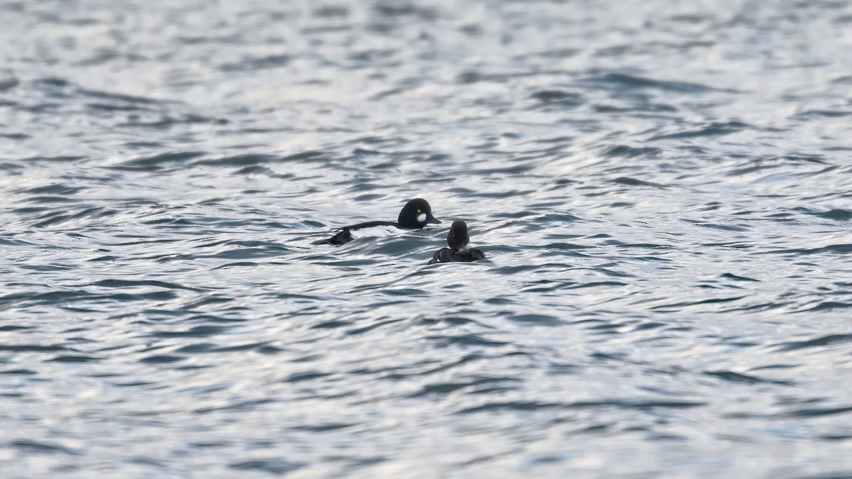 Common Goldeneye - ML644947115