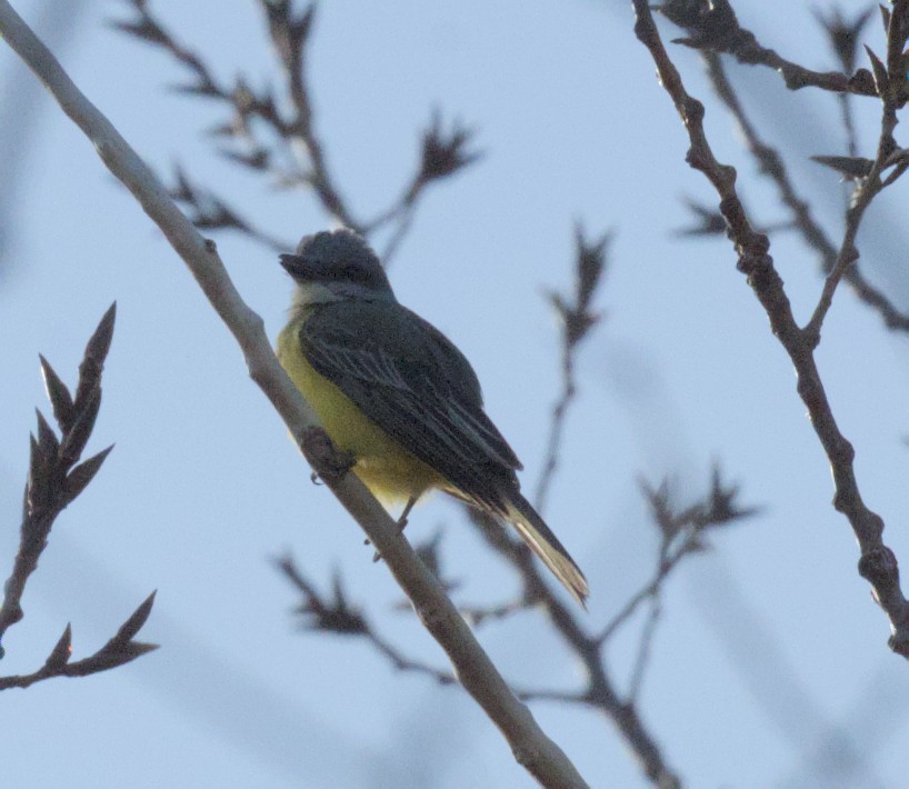 Tropical Kingbird - ML644947122