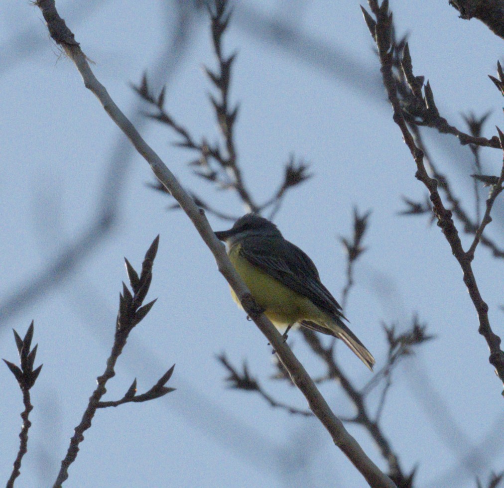 Tropical Kingbird - ML644947123