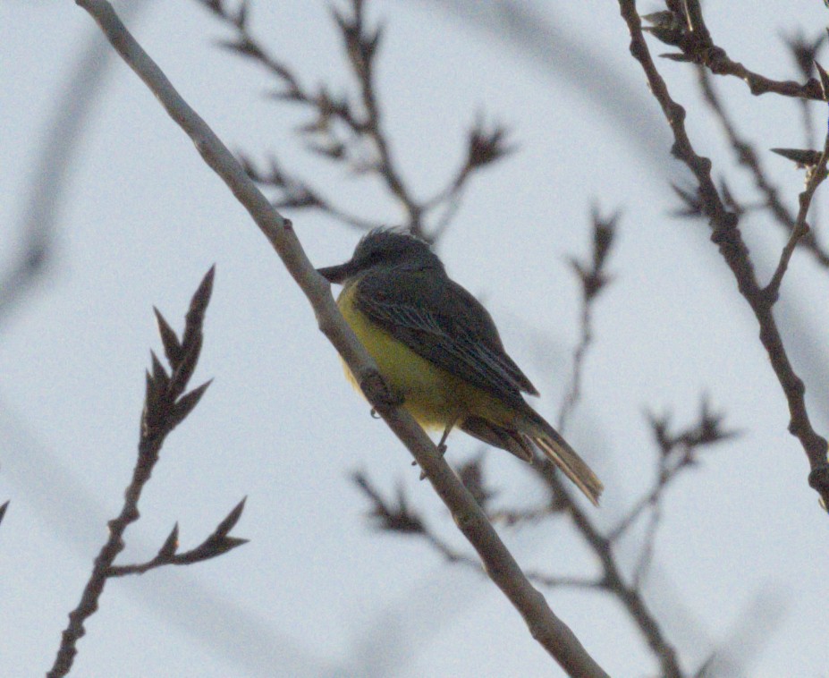Tropical Kingbird - ML644947124