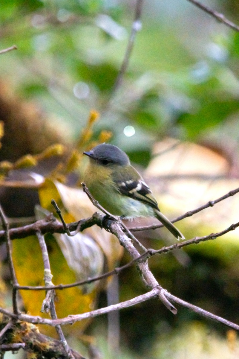 Handsome Flycatcher - ML644947128