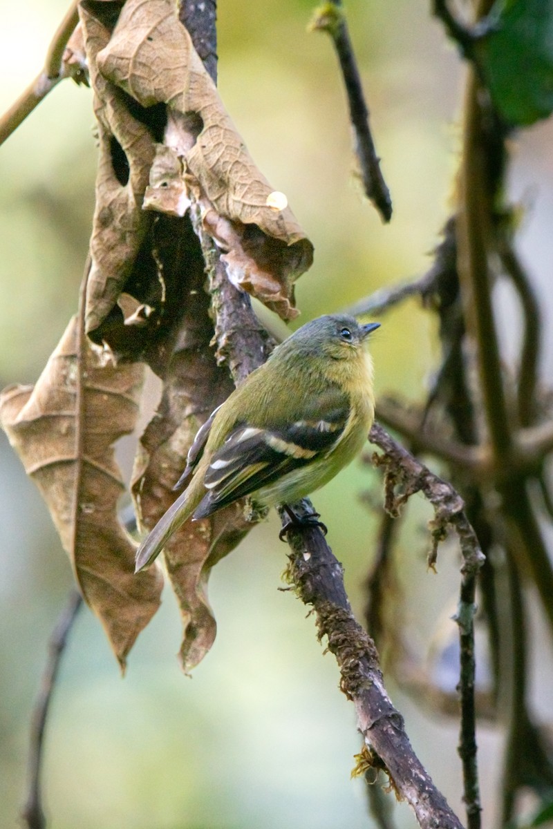 Handsome Flycatcher - ML644947129